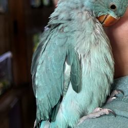 Royal Tropical Fish & Bird Heaven