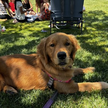 Vail Ranch Goldens - Pet Breeders Near Me Vail Ranch Goldens - Pet Breeders Near Me