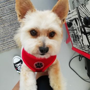 Dinky Dogs Grooming - Pet Groomers Near Me - Worthing, WSX Dinky Dogs Grooming - Pet Groomers Near Me - Worthing, WSX