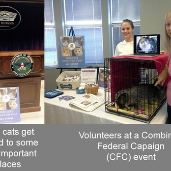 King Street Cats - Animal Shelters Near Me - Alexandria, Virginia