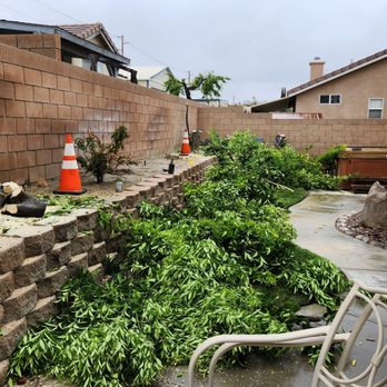 Clark's Tree Service - Cut down 2 trees. - Tree Services Near Me Clark's Tree Service - Cut down 2 trees. - Tree Services Near Me