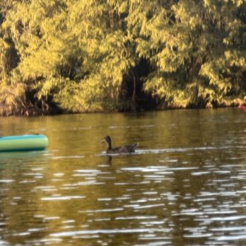 Rowing Dock - Duck - Boating Near Me - Austin, Texas Rowing Dock - Duck - Boating Near Me - Austin, Texas