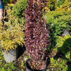 Karam Nursery