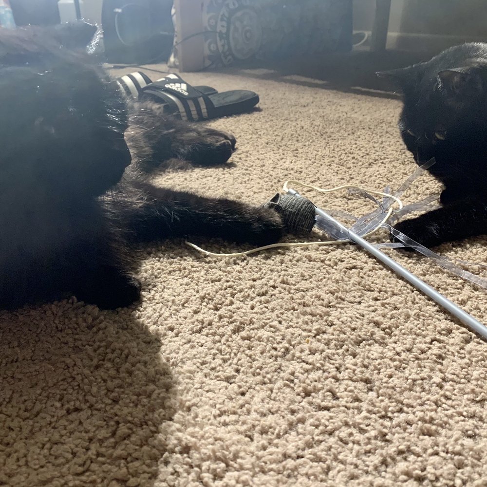 Colony Cats and Dogs - My cats - Animal Shelters Near Me - Dublin, Ohio