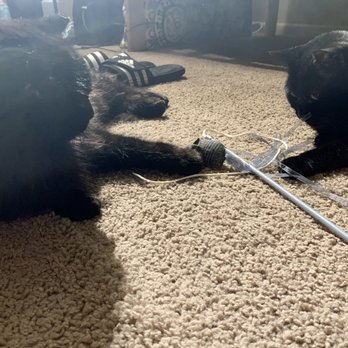 Colony Cats and Dogs - My cats - Animal Shelters Near Me - Dublin, Ohio