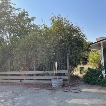 Apex Tree Care - Before - Tree Services Near Me