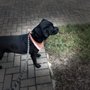 Photo of Southern Paws Pet Styles