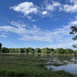 Willow Lake - Willow lake cottonwoods