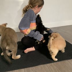 Spirit Yoga Studios - Puppy yoga
