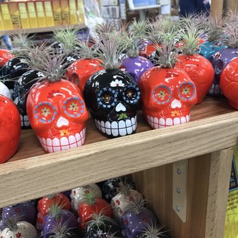 Trader Joe's - Cute little skulls with succulents - Grocery Near Me - Oceanside, California