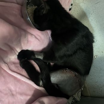Jet's Pet Hospital - His stitches - Veterinarians Near Me - Fullerton, California