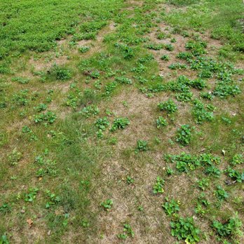 Lawn Masters - Pest Control Near Me - Newburgh, Indiana Lawn Masters - Pest Control Near Me - Newburgh, Indiana