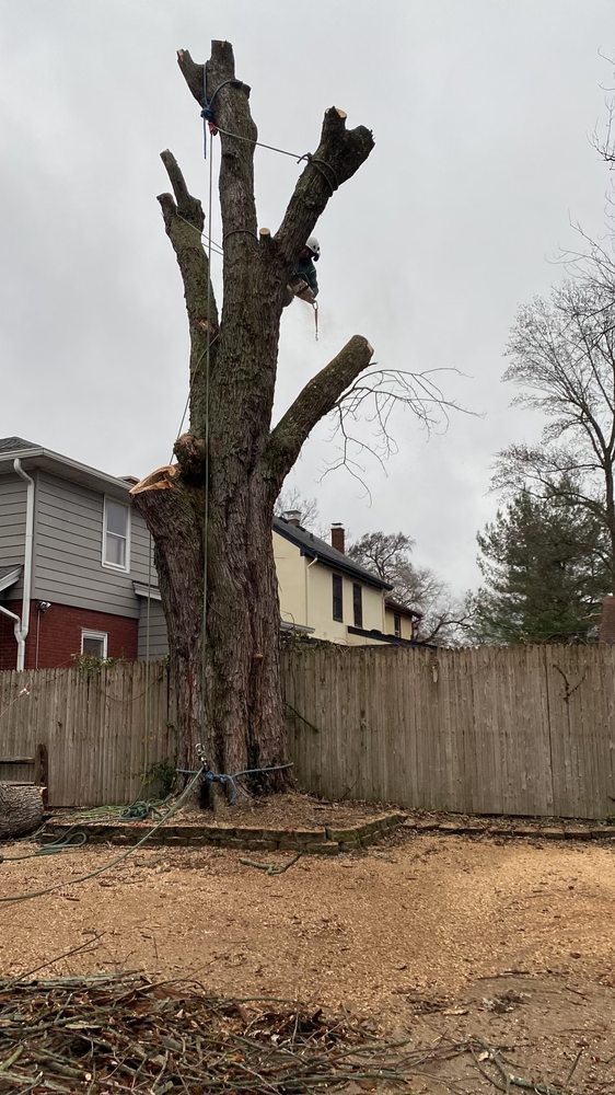 Jacob’s Tree Experts - tree service in Lexington, KY