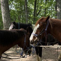 Our horses resting after an hr of the trail