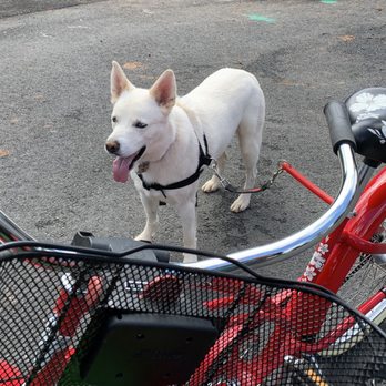 Wolffe Puppy Training - Out for a bike ride. - Pet Training Near Me Wolffe Puppy Training - Out for a bike ride. - Pet Training Near Me