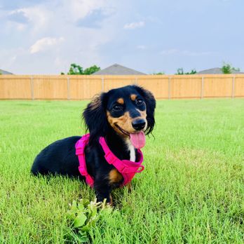 Only Paws - Pet Groomers Near Me - Mesquite, Texas Only Paws - Pet Groomers Near Me - Mesquite, Texas