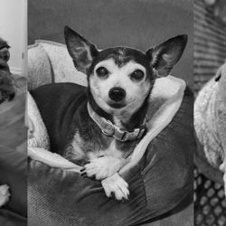San Gabriel Animal Hospital - Zagu, Baby Chung, and Kira
