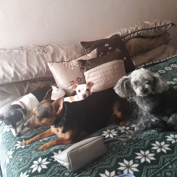Rubber Ducks And Clean Pups - We love Rubber Ducks and Clean Pups!!! - Pet Groomers Near Me