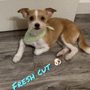Photo of Peek a Dog Grooming Adoptions