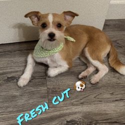Peek a Dog Grooming Adoptions - Dash looking fresh and ready for the weekend