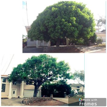 Kendall Landscape Services - Before and After Mango prune - Landscaping Near Me - Honolulu, Hawaii Kendall Landscape Services - Before and After Mango prune - Landscaping Near Me - Honolulu, Hawaii