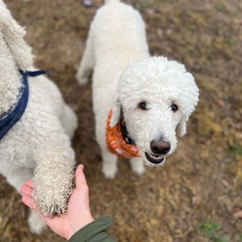 Let's Walk Austin - Dog Walkers Near Me - Austin, Texas