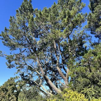 Local Tree - Before - Tree Services Near Me - Oakland, California Local Tree - Before - Tree Services Near Me - Oakland, California