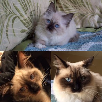Starlite Rags - Pet Breeders Near Me