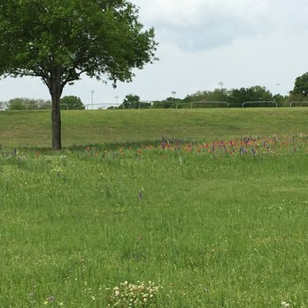 Breckenridge Park - a couple of wildflowers - Parks Near Me - Richardson, Texas Breckenridge Park - a couple of wildflowers - Parks Near Me - Richardson, Texas