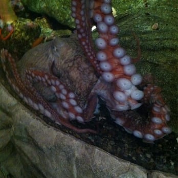 Seattle Aquarium - Huge octopus - Aquariums Near Me - Seattle, Washington Seattle Aquarium - Huge octopus - Aquariums Near Me - Seattle, Washington