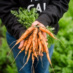Full Heart Farm - Fresh carrots