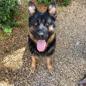 Southern Nevada Dog Training - The mythical Koda Bear. - Pet Training Near Me