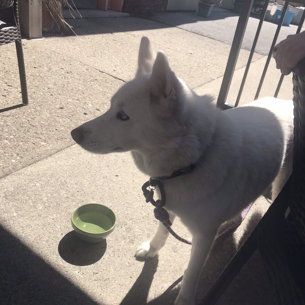 The Friendly Fox - Dog friendly!! - Cafes Near Me - Fort Wayne, Indiana The Friendly Fox - Dog friendly!! - Cafes Near Me - Fort Wayne, Indiana