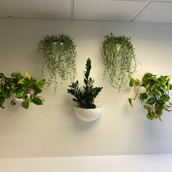 Botanika Interior Plantscapes - We love these sconces. This group is in our kitchen. - Indoor Landscaping Near Me Botanika Interior Plantscapes - We love these sconces. This group is in our kitchen. - Indoor Landscaping Near Me