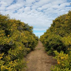 Justice Brothers U-Pick - Get lost in the groves...