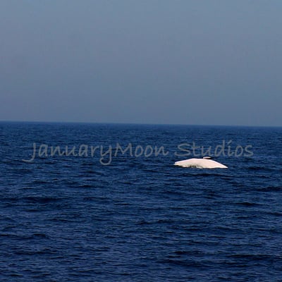 Newburyport Whale Watch by null