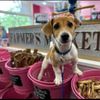 Woof Gang Bakery & Grooming Dunedin gift card