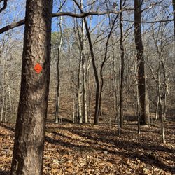 William B Umstead State Park - Pott's Branch Trail, orange diamond. Well marked trail! - December 2025