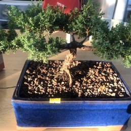 Traditional style bonsai $85