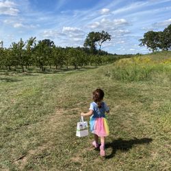 Irish Bend Orchard - Path to pick peaches