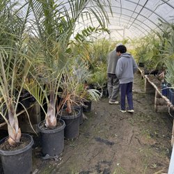 KW Palms & Cycads