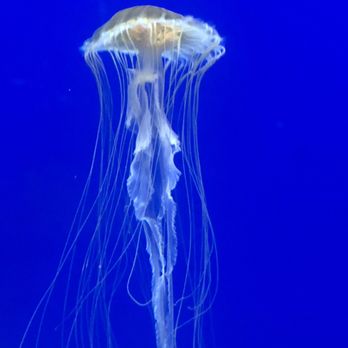 Georgia Aquarium - Japanese Sea Nettle 27.3.19 - Aquariums Near Me - Atlanta, Georgia