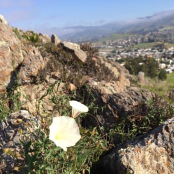 Stoneridge Park - Poppies, and other native botanicals line the climb - Dog Parks Near Me - San Luis Obispo, California Stoneridge Park - Poppies, and other native botanicals line the climb - Dog Parks Near Me - San Luis Obispo, California