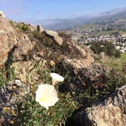 Stoneridge Park - Poppies, and other native botanicals line the climb
