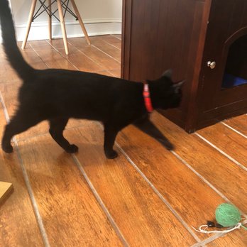 Pounce Cat Cafe - Themed Cafes Near Me - Savannah, Georgia