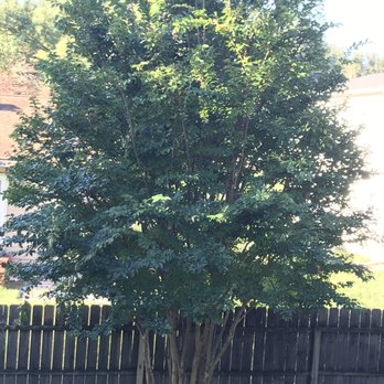 Tree & Land Masters - Crepe Myrtle - Tree Services Near Me - Berlin, New Jersey