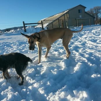 Penrose Kennel - Come on sister let's play. - Pet Adoption Near Me Penrose Kennel - Come on sister let's play. - Pet Adoption Near Me