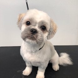 Pawsitive Natural Pet Resort - Shihtzu adult grooming