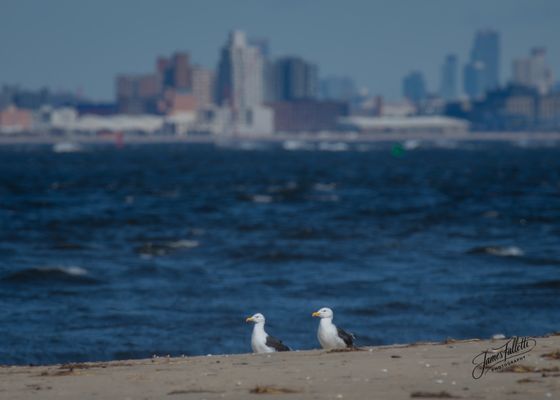 Sandy Hook – Gateway National Recreation Area by null