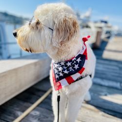 Chandler's Cove - Baci x Happy birthday, Merica!!